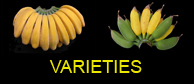 Banana varietal information