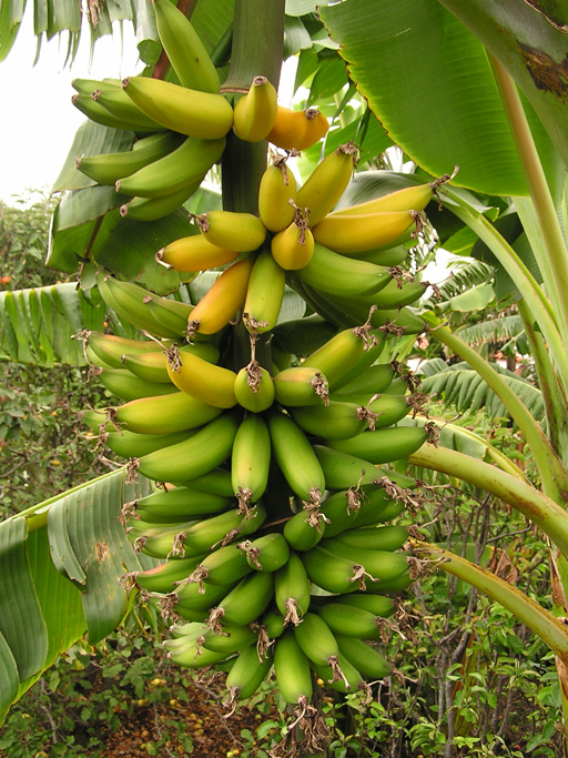 yellow banana tree images