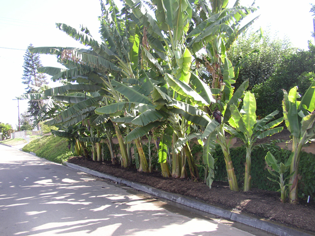 Learning all about banana plants