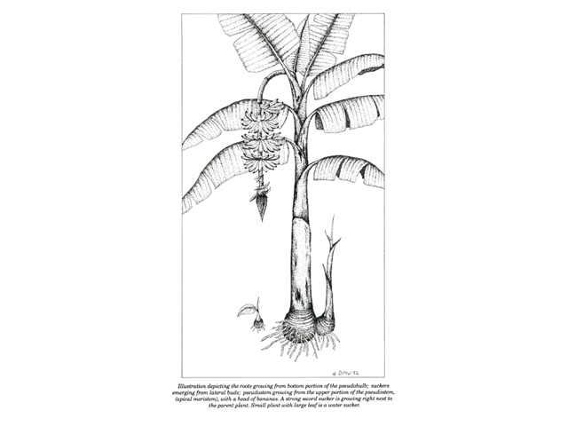 banana tree root drawing